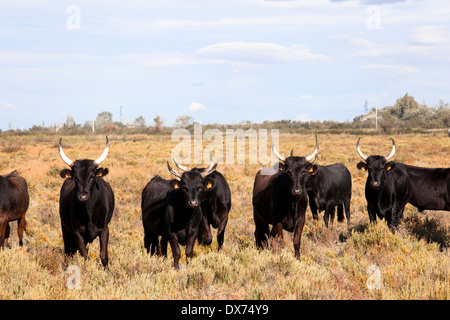 Giovani tori nero con lunghe corna in piedi su un pascolo e cercare Foto Stock