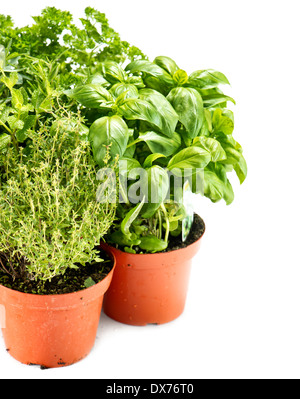 Fresco verde di erbe nel giardinaggio pentole su sfondo bianco aromatico basilico, timo, prezzemolo, menta. ingredienti alimentari Foto Stock