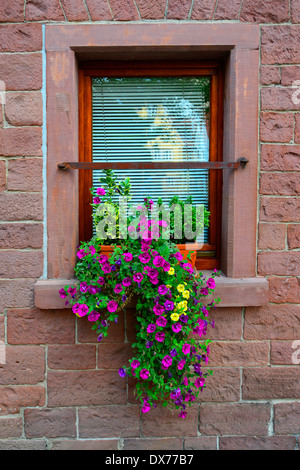 Windows Fioriere Wertheim Germania de Europa Foto Stock