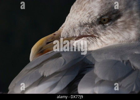 Aringa Gull Close Up colpo alla testa Foto Stock