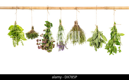 Varios erbe fresche appeso isolati su sfondo bianco. mazzo di basilico, salvia, timo, menta, maggiorana, lavanda Foto Stock