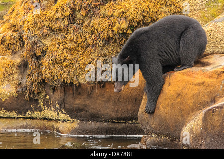 Un orso nero appare in un fiume dalla sommità di una grande roccia. Foto Stock