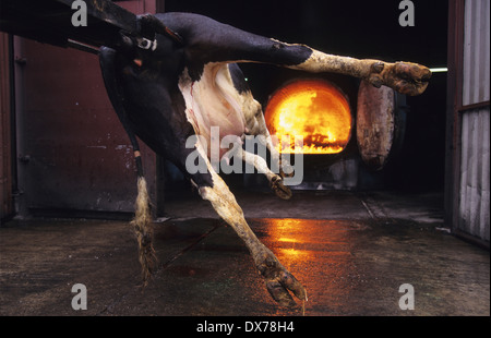 Sospetto di ESB, bovini sospetti con il morbo della mucca pazza sono inceneriti. Midlands UK Foto Stock