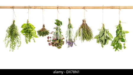 Varios erbe fresche appeso isolati su sfondo bianco. mazzo di basilico, salvia, timo, menta, maggiorana, lavanda Foto Stock