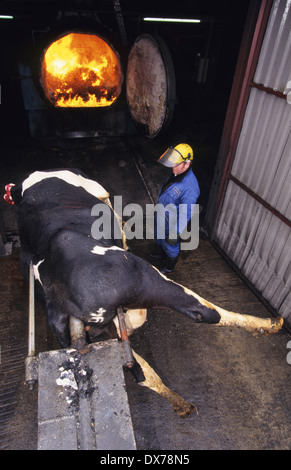 Sospetto di ESB, bovini sospetti con il morbo della mucca pazza sono inceneriti. Midlands UK Foto Stock