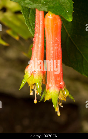 Fiori di fucsia splendens 'Karl Hartweg' in un giardino di Plymouth' Foto Stock