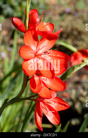 Scarlet kaffir lily, Hesperantha coccinea 'primari', in Galles del Nord giardino Foto Stock