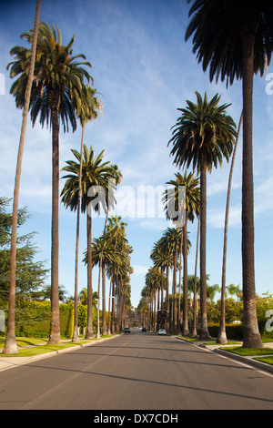 Palmo rivestito di strade, Beverly Hills, Los Angeles, California, Stati Uniti d'America Foto Stock