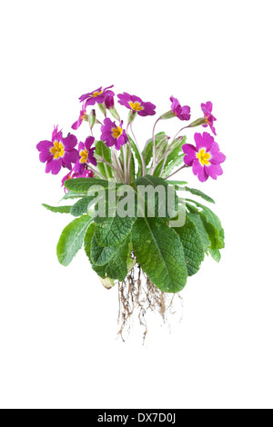 Primula intero isolato su sfondo bianco Foto Stock