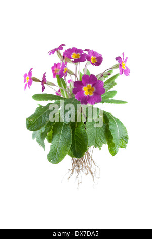 Primula intero impianto isolato su sfondo bianco Foto Stock