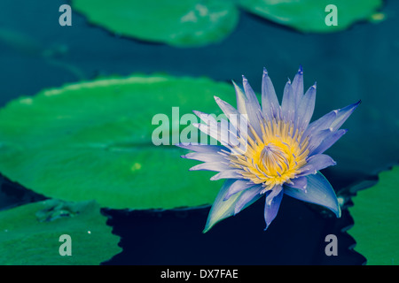 Splendida fioritura viola fiore di loto sull'acqua con colori retrò Foto Stock