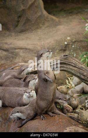 Bella giocoso lontre allo zoo Foto Stock