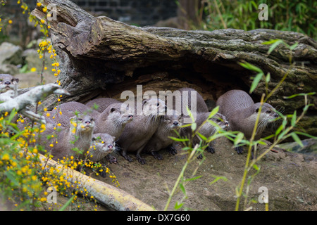 Bella giocoso lontre allo zoo Foto Stock