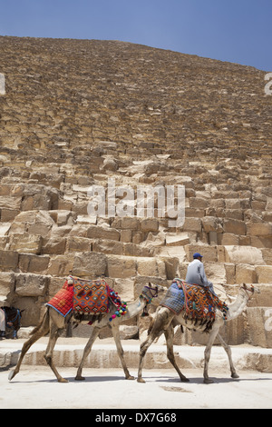 Uomo e cammelli accanto alla grande Piramide di Giza, noto anche come piramide di Khufu e piramide di Cheope, Giza, il Cairo, Egitto Foto Stock