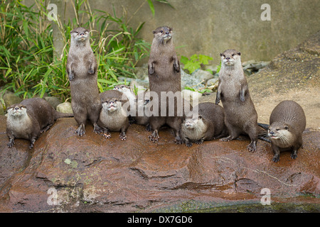 Bella giocoso lontre nel supporto simmetrico allo zoo Foto Stock