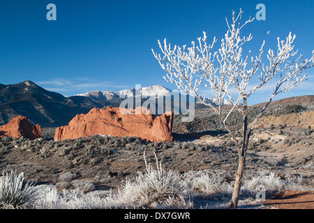 Piccolo albero ricoperta di brina e la luna, si affaccia a nord Gateway Rock in giardino degli dèi park, con Pikes Peak Foto Stock