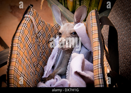 Adottato il piccolo joey in un astuccio e borsa Foto Stock