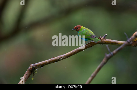 Un arroccato Bay-headed, Tanager (Tangara gyrola), alla riserva Tangaras, Ande occidentali, Colombia. Foto Stock