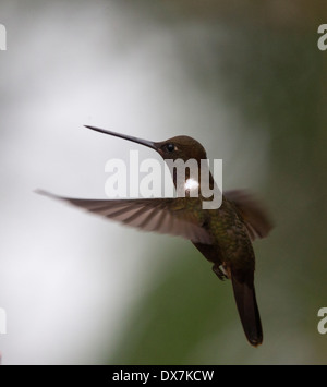 Marrone hummingbird Inca, (Coeligena wilsoni), in bilico volo Ande occidentali, Colombia. Foto Stock