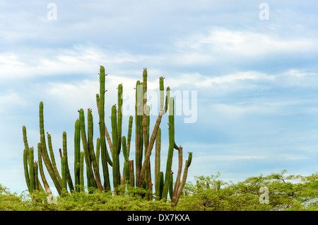 Tall cactus salendo su alberi bassi in La Guajira, Colombia Foto Stock