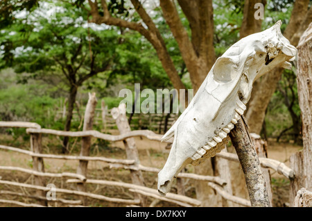 Un vecchio bianco teschio di vacca su un fencepost Foto Stock