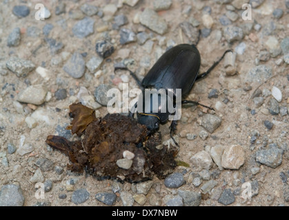Bassa angolazione di una femmina di stag beetle sul terreno pietroso Foto Stock