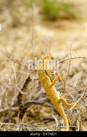 Primo piano di una piccola lucertola gialla in La Guajira, Colombia Foto Stock