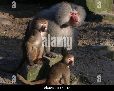 Gruppo di babbuini (Papio hamadryas) Foto Stock