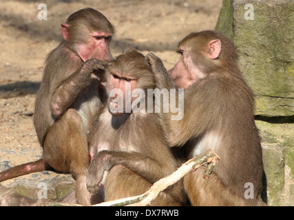 Gruppo femminile di babbuini (Papio hamadryas) toelettatura ogni altro Foto Stock