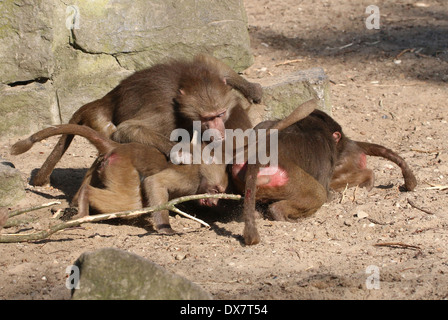 Gruppo di giovani babbuini (Papio hamadryas) combattimenti e dominando Foto Stock