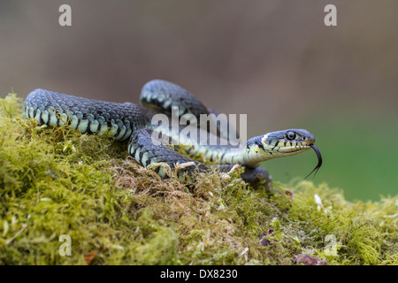 Biscia natrix natrix in un bosco di Norfolk Foto Stock