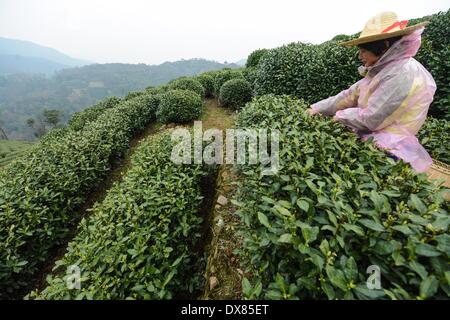 Hangzhou, cinese della Provincia di Zhejiang. 20 Mar, 2014. Un contadino raccoglie le foglie di tè in un giardino di Hangzhou, a est della capitale cinese della Provincia di Zhejiang, Marzo 20, 2014. © Xu Yu/Xinhua/Alamy Live News Foto Stock