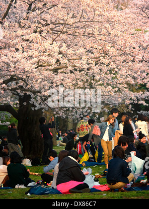Gli amici e le famiglie si riuniscono per un picnic e parte sotto il ciliegio in fiore alberi in fiore a Yoyogi Park, Tokyo, Giappone Foto Stock