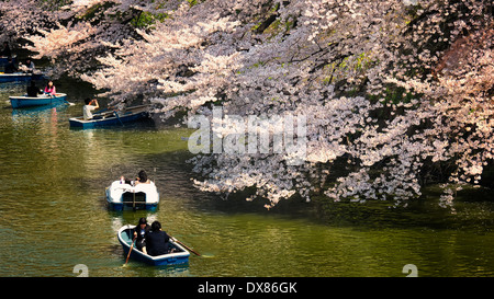 I barcaioli di Chidorigafuchi Ryokudo fossato di alzarsi vicino alla piena fioritura di fiori di ciliegio alberi in Tokyo, Giappone Foto Stock