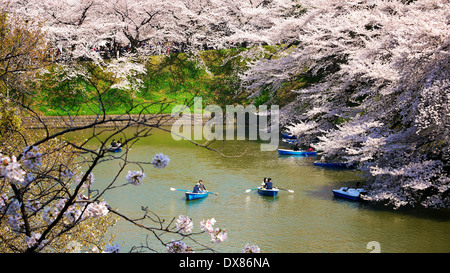 Giapponese in imbarcazioni a Chidorigafuchi Ryokudo fossato di alzarsi vicino alla piena fioritura di fiori di ciliegio alberi in Tokyo, Giappone Foto Stock