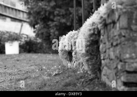 ¨piante sulla parete rocciosa Foto Stock