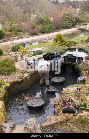 Giardinieri di limo fuori di dragaggio stagni ornamentali a RHS Wisley Gardens, Surrey, Inghilterra Foto Stock