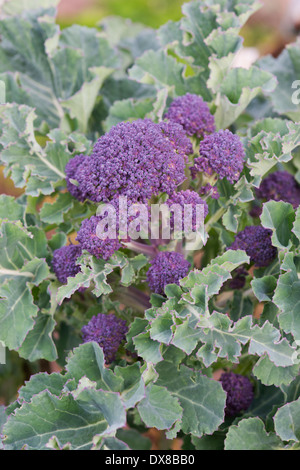 Inizio viola broccoletti Foto Stock