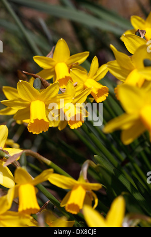 NARCISSUS tete-a-tete. DWARF DAFFODIL. Foto Stock