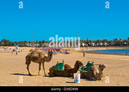 La Playa El Castilo spiaggia principale, a Caleta de Fuste, Fuerteventura, Isole Canarie, Spagna, Europa Foto Stock