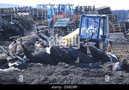 Movimento Digger bovini e ovini, sospetto di afta epizootica, Cumbria, Regno Unito Foto Stock