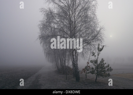 Scenic didascalia di foggy paesaggio di montagne di Swietokrzyskie, Polonia Foto Stock