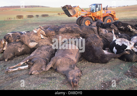 Movimento Digger bovini e ovini, sospetto di afta epizootica, Cumbria, Regno Unito Foto Stock