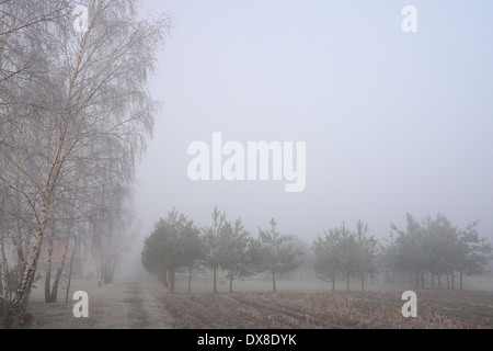 Scenic didascalia di foggy paesaggio di montagne di Swietokrzyskie, Polonia Foto Stock