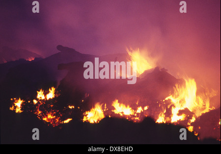 Incenerimento dei selvaggi footed bestie, di bovini e di ovini, sospettato di avere l'afta epizootica, Cumbria, Regno Unito Foto Stock