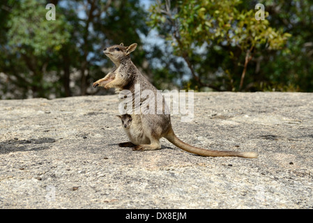 Mareeba Aeroporto rock wallaby (Petrogale Mareeba Aeroporto), madre con Joey il peering dalla custodia Foto Stock