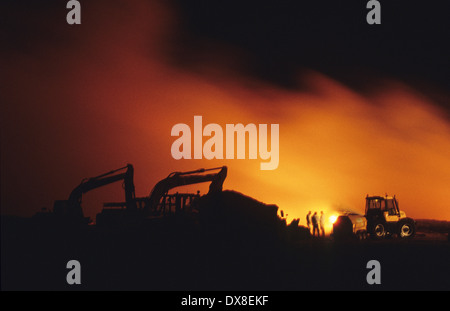 Incenerimento dei selvaggi footed bestie, di bovini e di ovini, sospettato di avere l'afta epizootica, Cumbria, Regno Unito Foto Stock