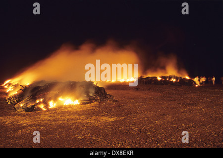 Incenerimento dei selvaggi footed bestie, di bovini e di ovini, sospettato di avere l'afta epizootica, Cumbria, Regno Unito Foto Stock