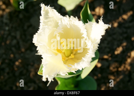 Fringe-petaled tulipano bianco Foto Stock