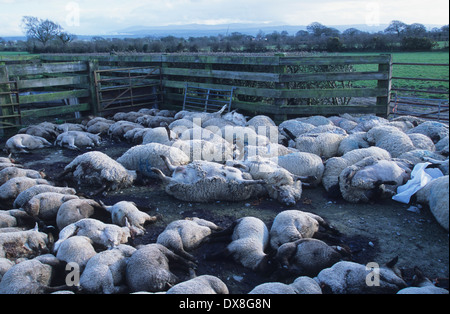 Pecora morta, agnelli, Pecore ed arieti abbattuti con sospetto di afta epizootica per essere inceneriti e messi in discarica, Cumbria, Regno Unito Foto Stock